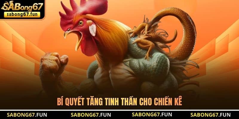 Bí quyết tăng tinh thần cho chiến kê
