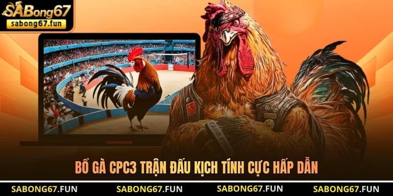 Bồ gà CPC3 trận đấu kịch tính cực hấp dẫn Bồ gà CPC3 trận đấu kịch tính cực hấp dẫn