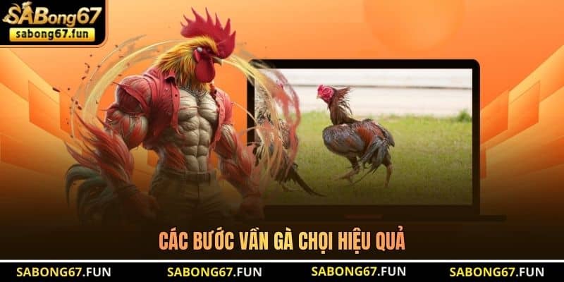 Các bước vần gà chọi hiệu quả Các bước vần gà chọi hiệu quả