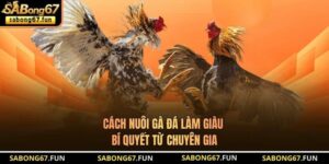 Cách Nuôi Gà Đá Làm Giàu - Bí Quyết Từ Chuyên Gia