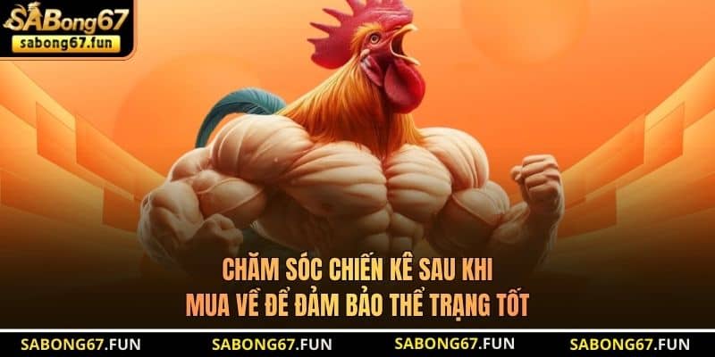 Chăm sóc chiến kê sau khi mua về để đảm bảo thể trạng tốt Chăm sóc chiến kê sau khi mua về để đảm bảo thể trạng tốt