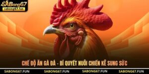 Chế Độ Ăn Gà Đá - Bí Quyết Nuôi Chiến Kê Sung Sức