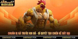 Chuẩn Bị Gà Trước Khi Đá - Bí Quyết Tạo Chiến Kê Bất Bại