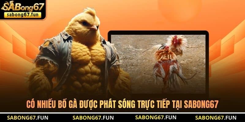 Có nhiều bồ gà được phát sóng trực tiếp tại SABONG67