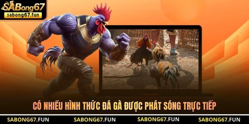 Có nhiều hình thức đá gà được phát sóng trực tiếp 