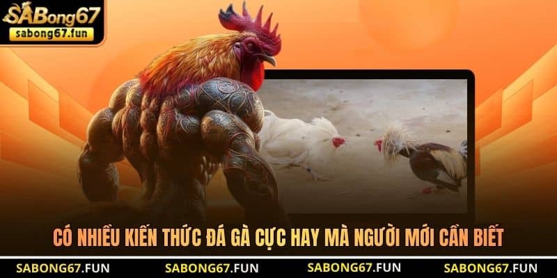Có nhiều kiến thức đá gà cực hay mà người mới cần biết