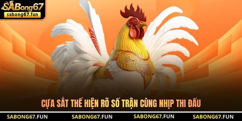 Cựa sắt thể hiện rõ số trận cùng nhịp thi đấu