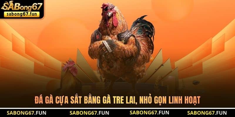 Đá gà cựa sắt bằng gà tre lai, nhỏ gọn linh hoạt Đá gà cựa sắt bằng gà tre lai, nhỏ gọn linh hoạt
