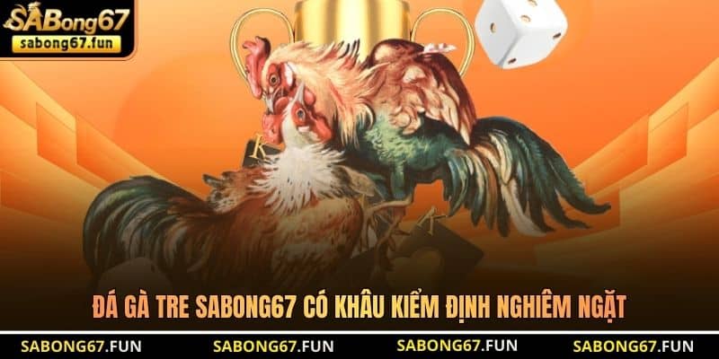 Đá gà tre SABONG67 có khâu kiểm định nghiêm ngặt