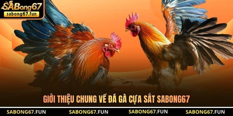 Giới thiệu chung về đá gà cựa sắt SABONG67 Giới thiệu chung về đá gà cựa sắt SABONG67
