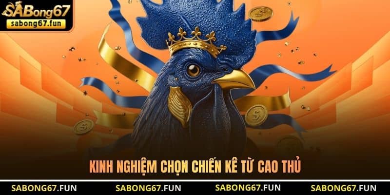 Kinh nghiệm chọn chiến kê từ cao thủ Kinh nghiệm chọn chiến kê từ cao thủ