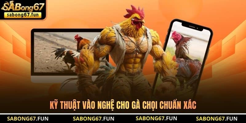 Kỹ thuật vào nghệ cho gà chọi chuẩn xác Kỹ thuật vào nghệ cho gà chọi chuẩn xác