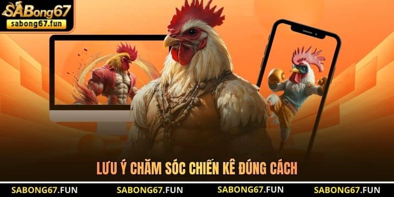 Lưu ý chăm sóc chiến kê đúng cách Lưu ý chăm sóc chiến kê đúng cách