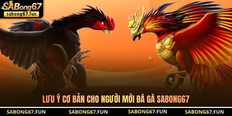 Lưu ý cơ bản cho người mới đá gà SABONG67 Lưu ý cơ bản cho người mới đá gà SABONG67