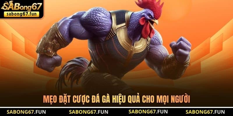 Mẹo đặt cược đá gà hiệu quả cho mọi người Mẹo đặt cược đá gà hiệu quả cho mọi người