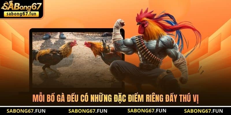 Mỗi bồ gà đều có những đặc điểm riêng đầy thú vị
