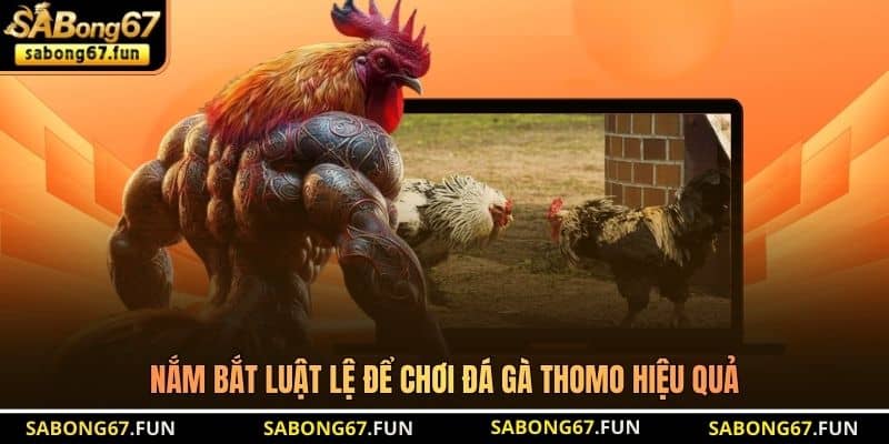 Nắm bắt luật lệ để chơi đá gà Thomo hiệu quả