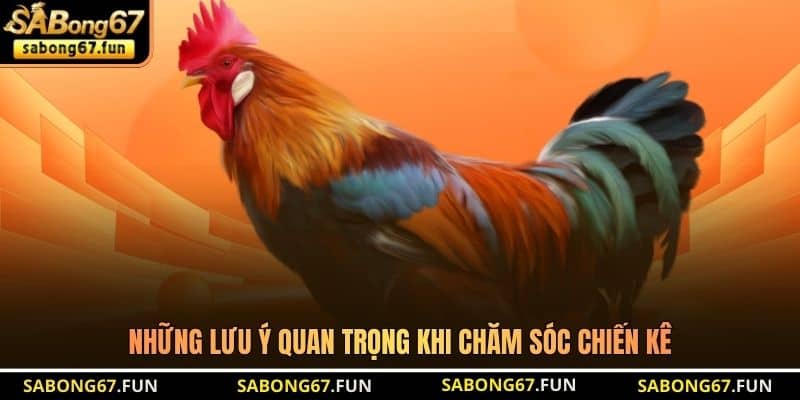Những lưu ý quan trọng khi chăm sóc chiến kê Những lưu ý quan trọng khi chăm sóc chiến kê
