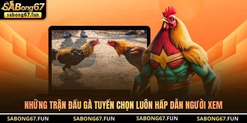 Những trận đấu gà tuyển chọn luôn hấp dẫn người xem