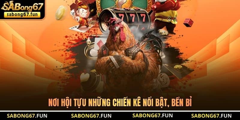 Nơi hội tựu những chiến kê nổi bật, bền bỉ Nơi hội tựu những chiến kê nổi bật, bền bỉ