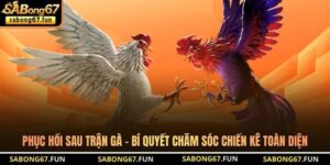 Phục Hồi Sau Trận Gà - Bí Quyết Chăm Sóc Chiến Kê Toàn Diện
