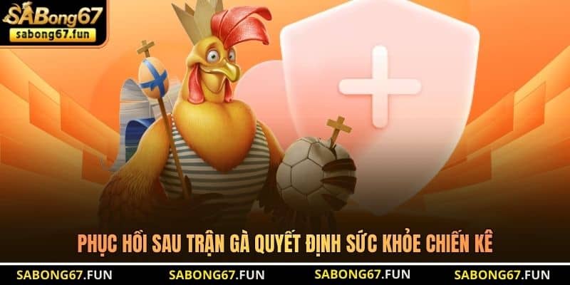 Phục hồi sau trận gà quyết định sức khỏe chiến kê Phục hồi sau trận gà quyết định sức khỏe chiến kê