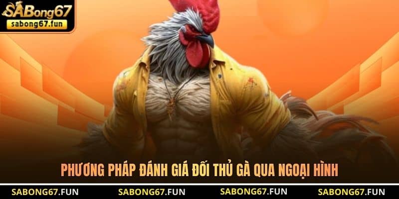 Phương pháp đánh giá đối thủ gà qua ngoại hình