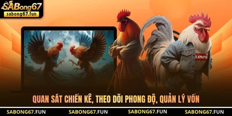 Quan sát chiến kê, theo dõi phong độ, quản lý vốn Quan sát chiến kê, theo dõi phong độ, quản lý vốn
