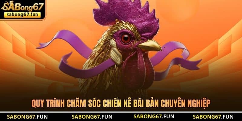 Quy trình chăm sóc chiến kê bài bản chuyên nghiệp Quy trình chăm sóc chiến kê bài bản chuyên nghiệp