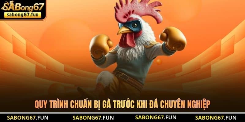 Quy trình chuẩn bị gà trước khi đá chuyên nghiệp