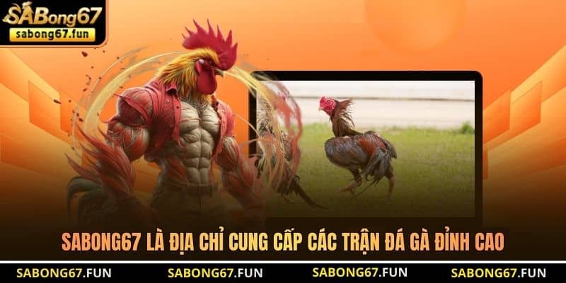 SABONG67 là địa chỉ cung cấp các trận đá gà đỉnh cao
