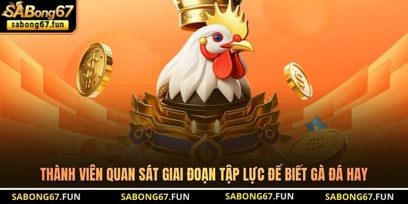 Thành viên quan sát giai đoạn tập lực để biết gà đá hay