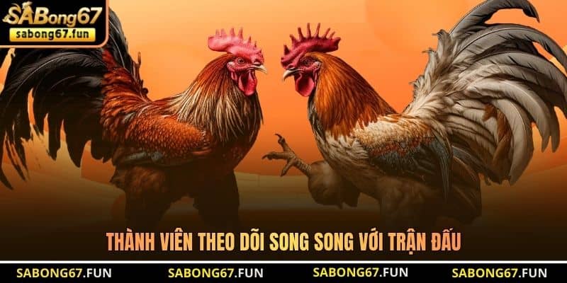 Thành viên theo dõi song song với trận đấu Thành viên theo dõi song song với trận đấu