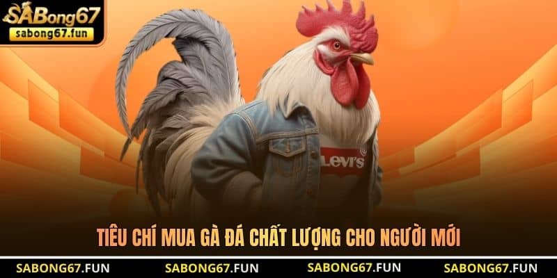 Tiêu chí mua gà đá chất lượng cho người mới Tiêu chí mua gà đá chất lượng cho người mới