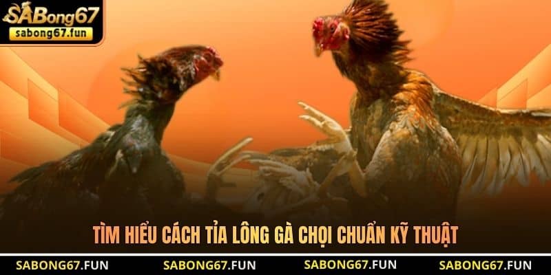 Tìm hiểu cách tỉa lông gà chọi chuẩn kỹ thuật Tìm hiểu cách tỉa lông gà chọi chuẩn kỹ thuật