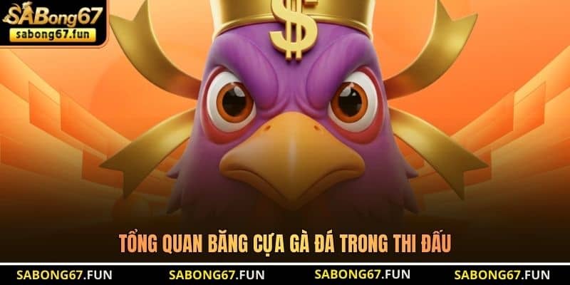 Tổng quan băng cựa gà đá trong thi đấu Tổng quan băng cựa gà đá trong thi đấu