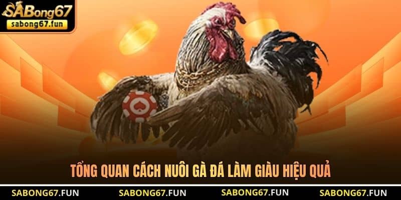 Tổng quan cách nuôi gà đá làm giàu hiệu quả