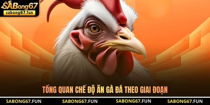 Tổng quan chế độ ăn gà đá theo giai đoạn Tổng quan chế độ ăn gà đá theo giai đoạn