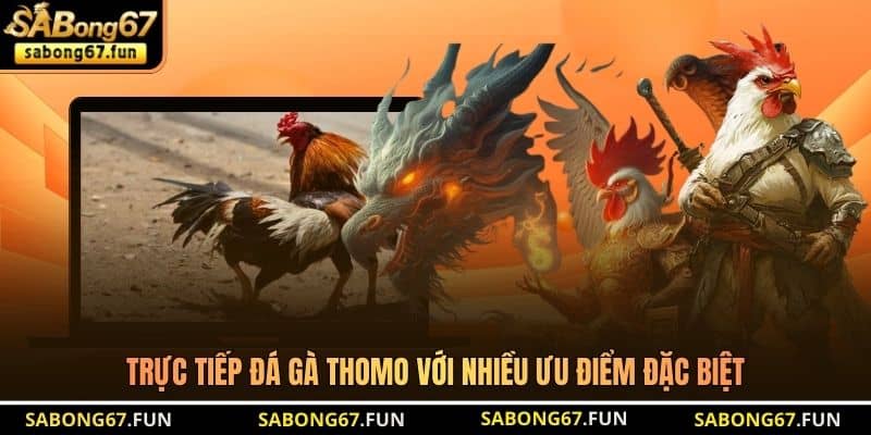 Trực tiếp đá gà Thomo với nhiều ưu điểm đặc biệt
