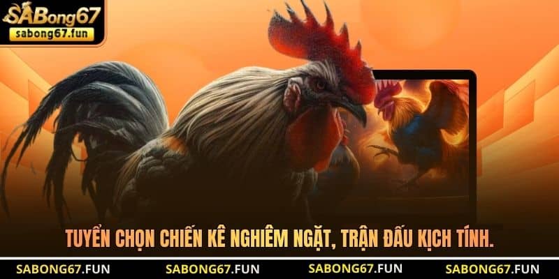 Tuyển chọn chiến kê nghiêm ngặt, trận đấu kịch tính Tuyển chọn chiến kê nghiêm ngặt, trận đấu kịch tính