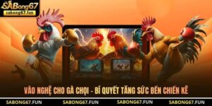 Vào Nghệ Cho Gà Chọi - Bí Quyết Tăng Sức Bền Chiến Kê