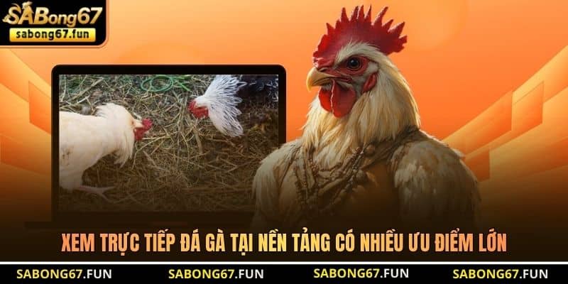 Xem trực tiếp đá gà tại nền tảng có nhiều ưu điểm lớn